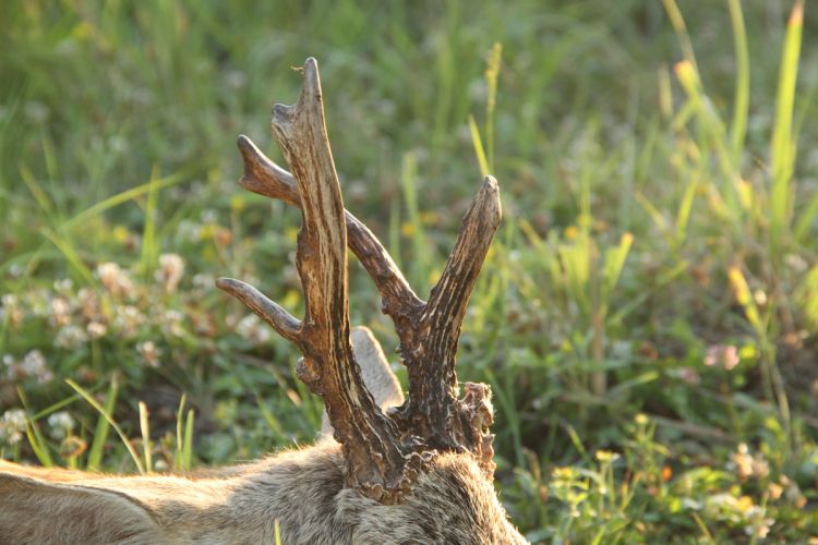 őzbak vadászat, Cigánd